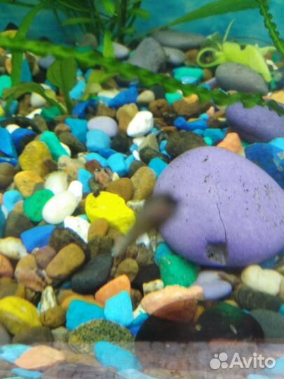 Аквариумные растения. Улитка мелания. бесплатно