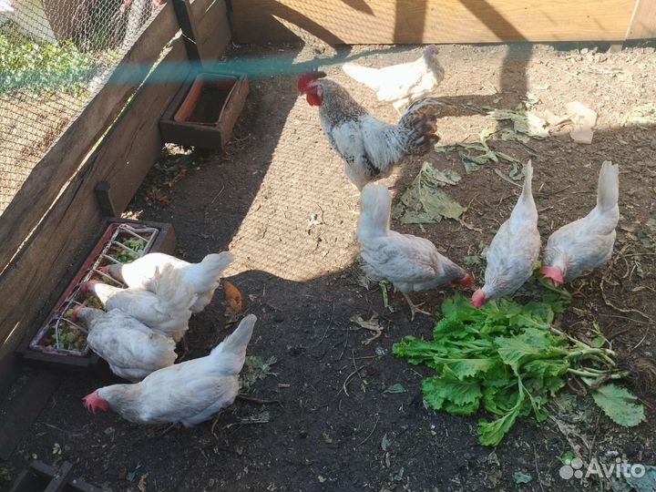 Куры несушки