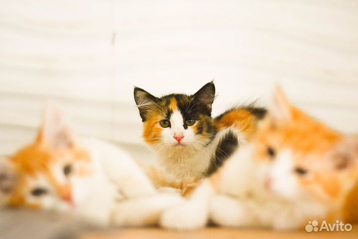 Пушистики котята