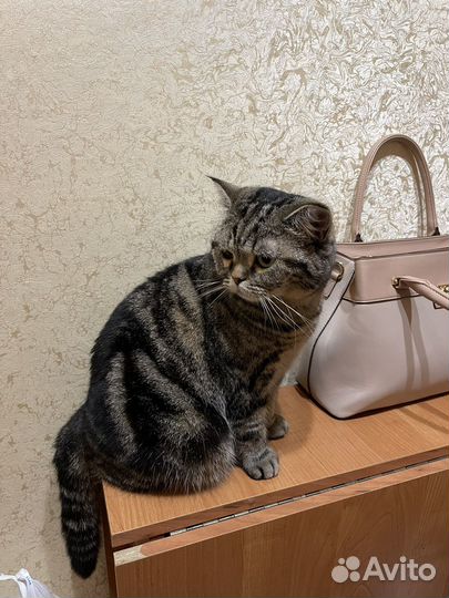 Шотландка Шаня ищет дом