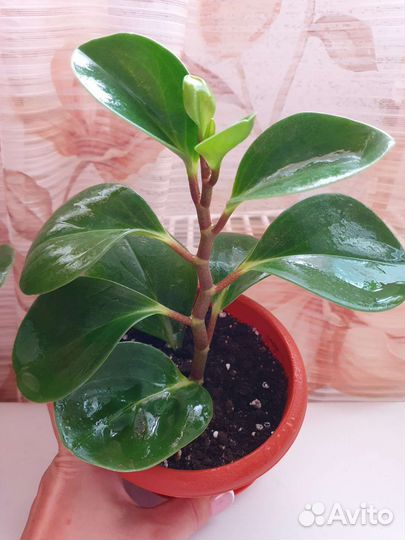 Пеперомия туполистная