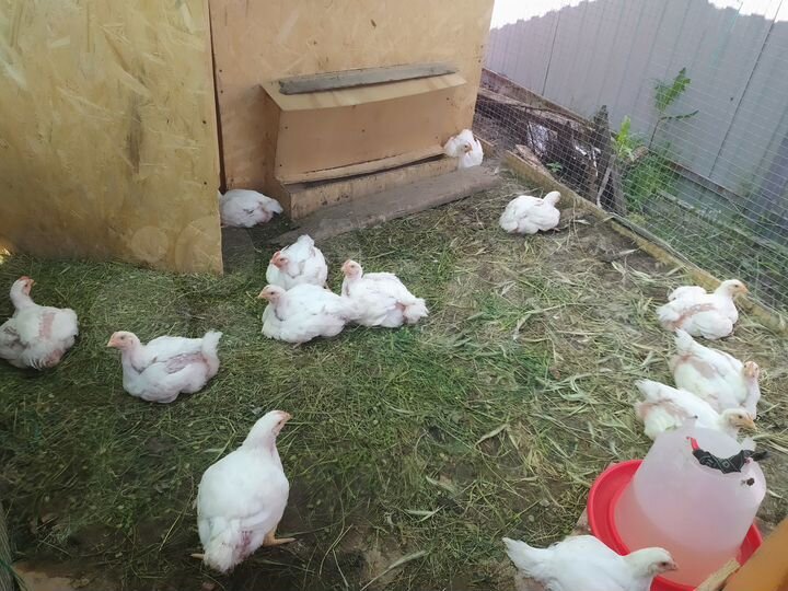 Дача 20 м² на участке 6,8 сот.