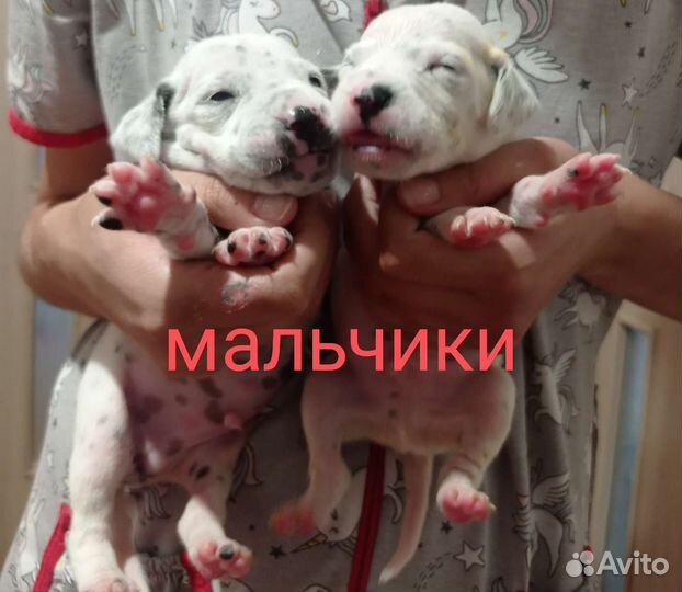 Щенки далматина