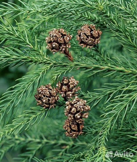 Криптомерия вечнозеленая