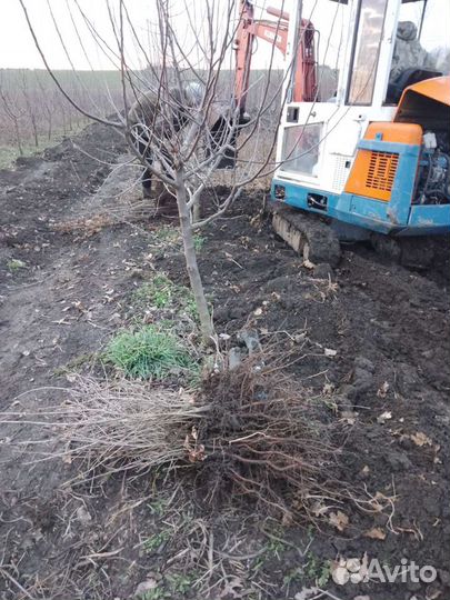 Аренда. Пересадка деревьев пересадчик. выкопка рас