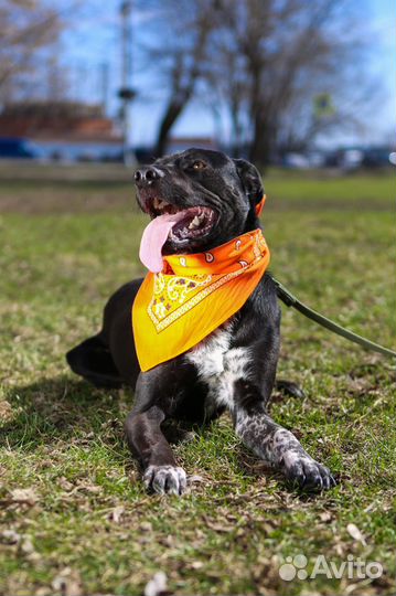 Спасите собаку из приюта
