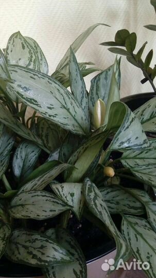 Вечнозеленое растение аглаонема в наличии