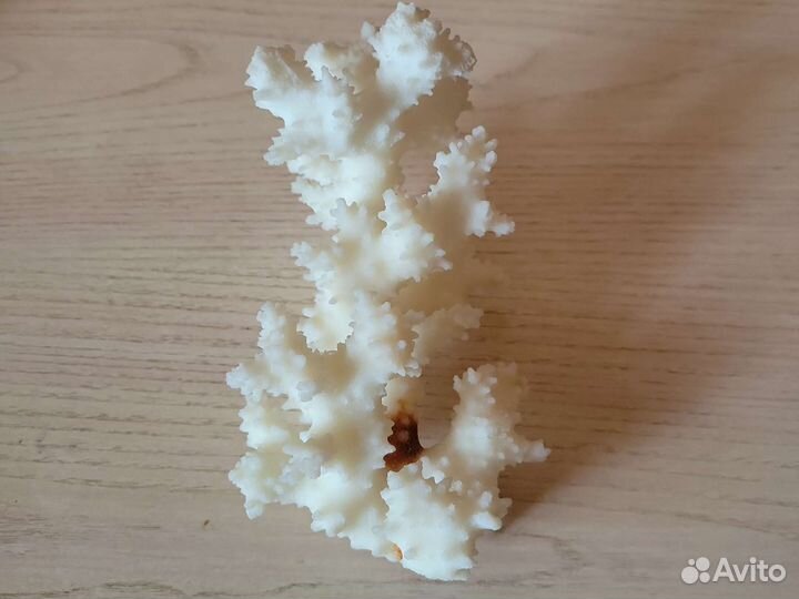 Коралл морской