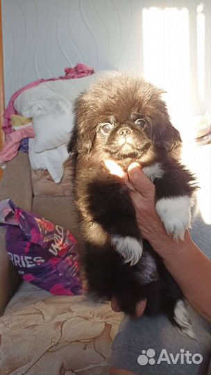 Щенки пекинеса