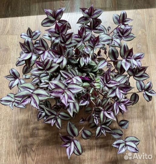 Традесканция зебрина