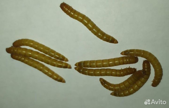 Саранча. Мучник. Таракан. Сверчок. Зофобас. Корм