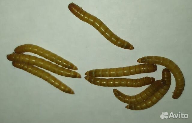 Саранча. Мучник. Таракан. Сверчок. Зофобас. Корм