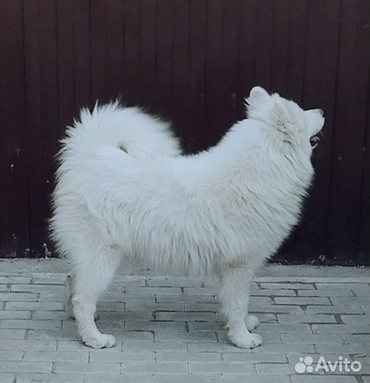 Подрощенный мальчик