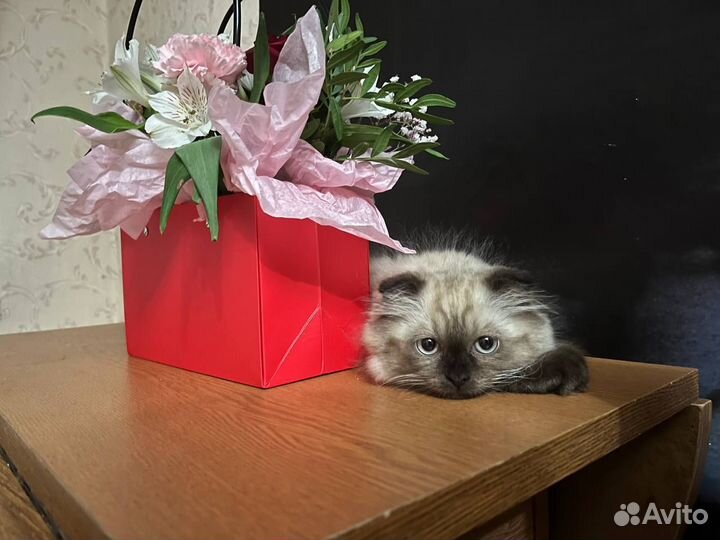 Отдам котят в добрые руки