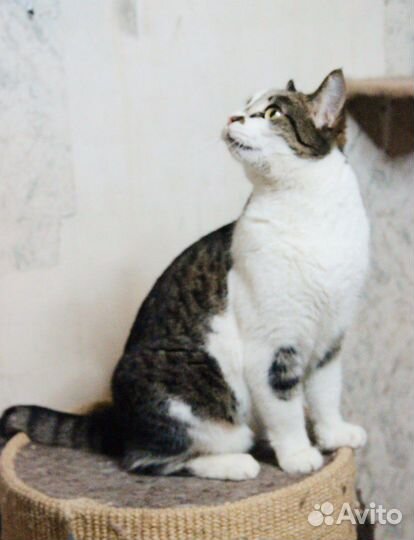 Добрая, контактная кошечка давно ищет дом