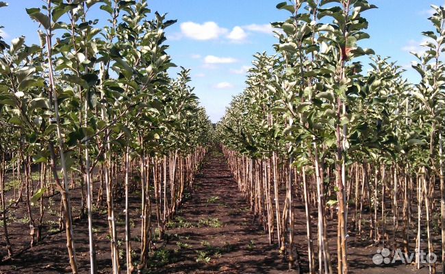 Саженцы плодовых и хвойных, обрезка, опрыскивание