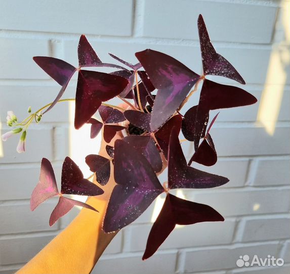 Кислица оксалис, маранта триколор, пилея норфолк