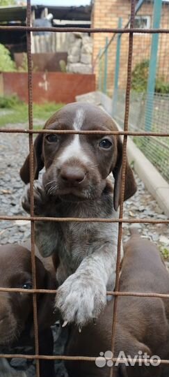 Щенки курцхаара