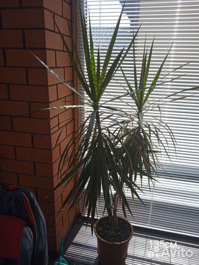 Фикусы, драцена