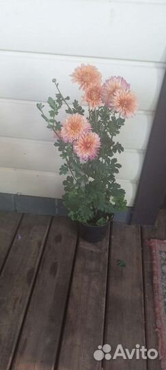 Хризантема корейская в горшках