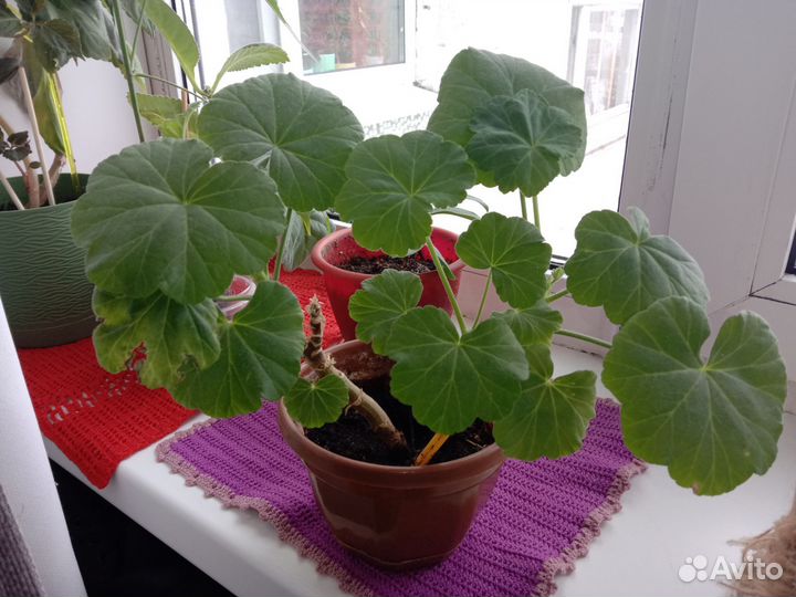Пеларгония ассорти