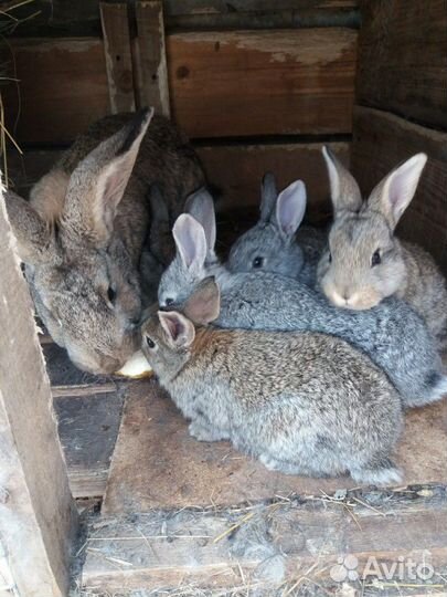 Кролик,крольчата