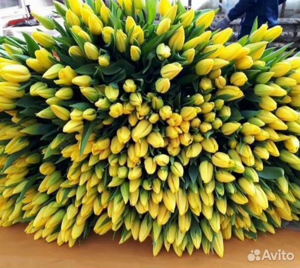 Тюльпаны к 8 марта