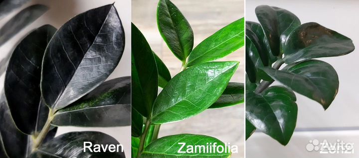 Замиокулькасы Raven Zenzi SuperNova Zamiifolia