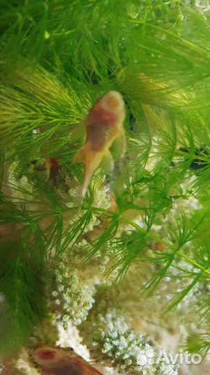 Сомики анцыструсы оранжевые ред