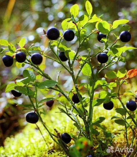 Брусника,черника