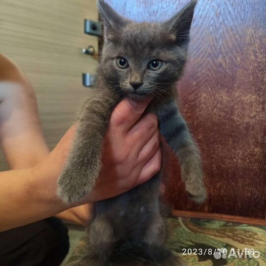 Кошка в дар