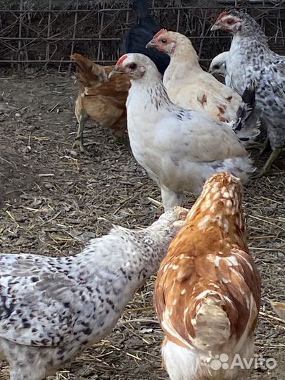 Куры молодки