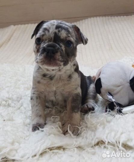 Щенки французский бульдог