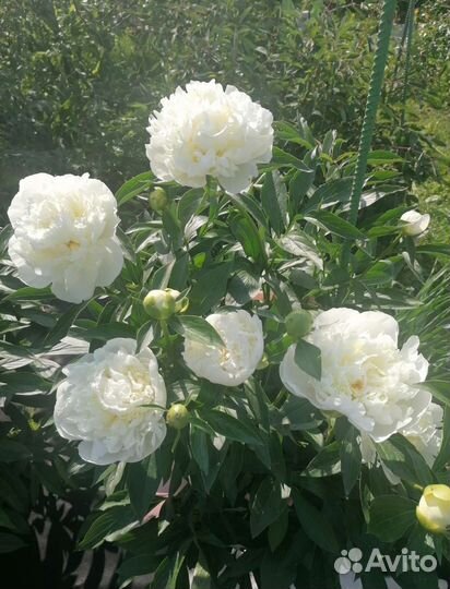 Пион белый Дюшес Де Немур