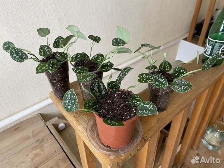 Эпипремнумы и сциндапсусы