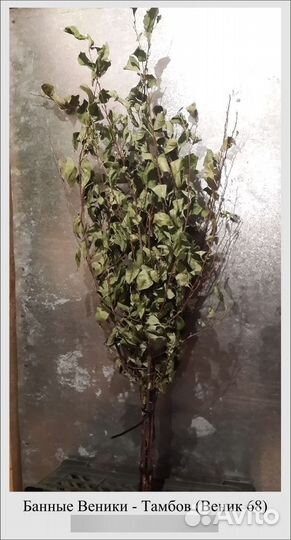 Продам #Веник68 (дуб, береза, клен, вишня)