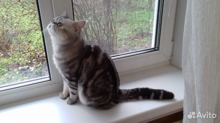 Котик саймон - очень ждет, Экзот, клубный