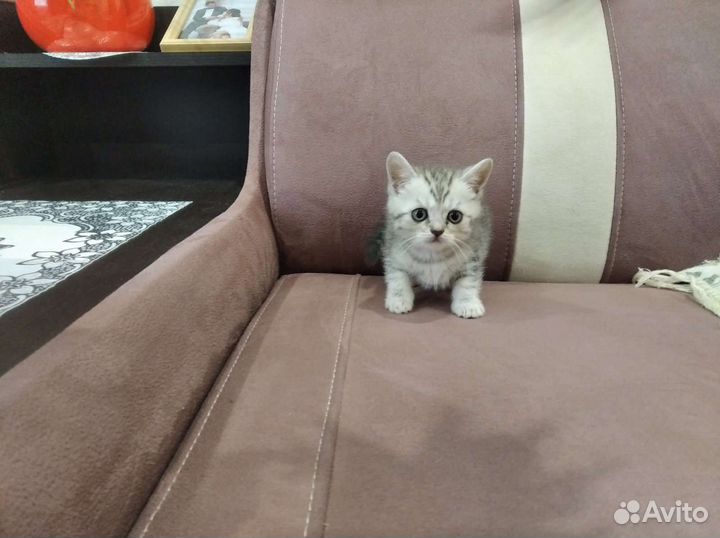 Британские котята