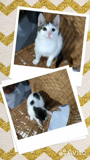 Котенок в добрые руки