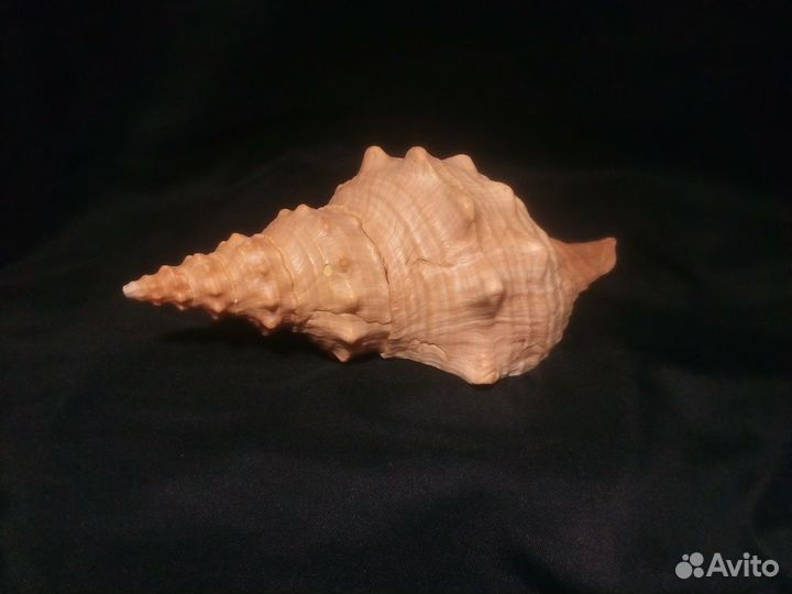 Ракушка Pleuroploca princeps 197 мм Большая