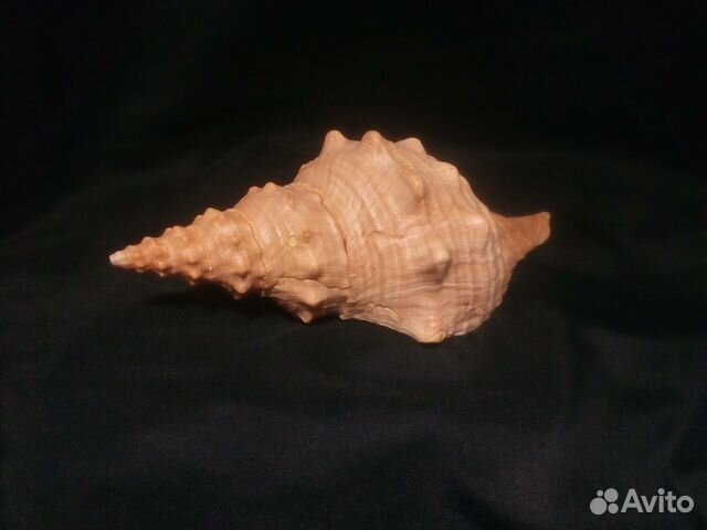 Ракушка Pleuroploca princeps 197 мм Большая