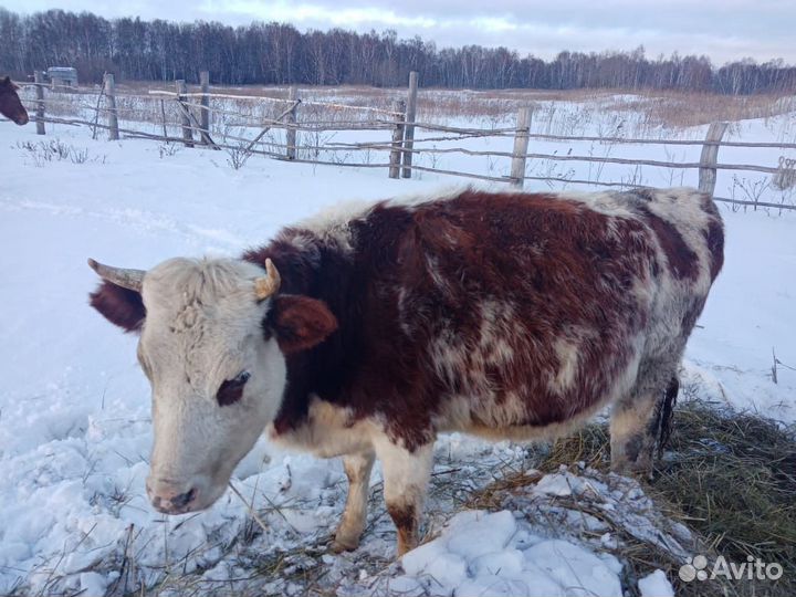 Коровы нетели