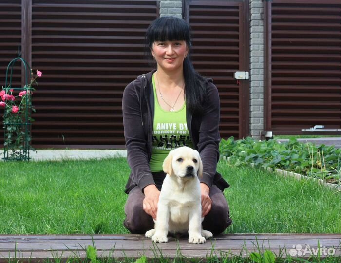 Щенки лабрадора