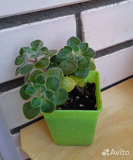 Аихризон (дерево любви)