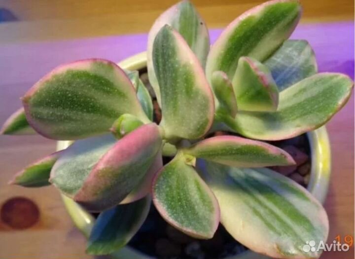 Комнатные растения цветы