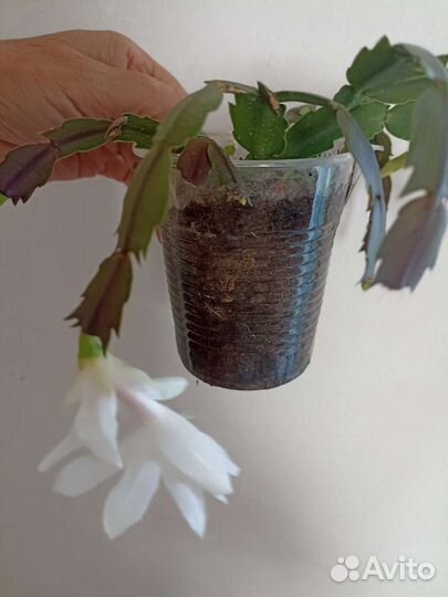 Комнатные растения цветущие