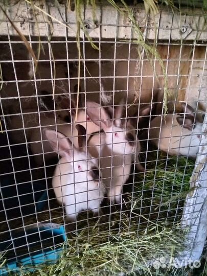 Калифорнийские кролики возраст 3 месяца 1200 за 1