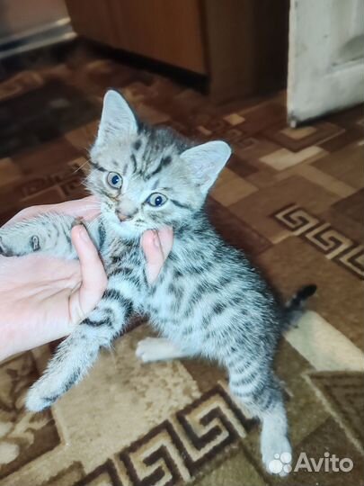 Кошки в добрые руки