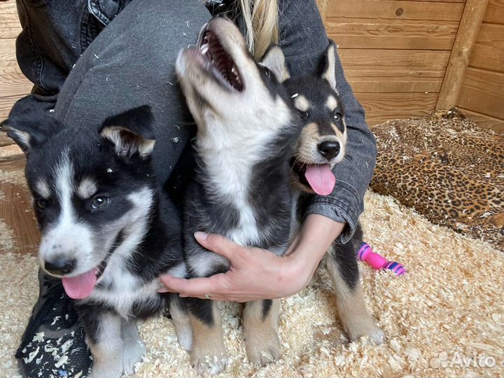 Щенки метисы хаски