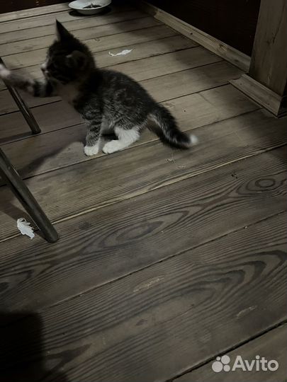 Котенка крысылова